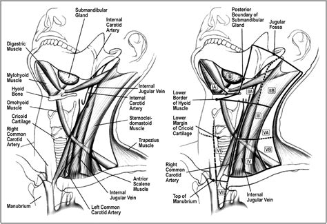 Lymph Node Levels Of Neck Download Scientific Diagram