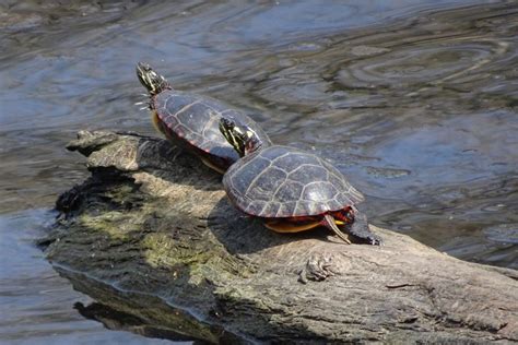 Wildlife At The Garden Turtles On The Half Shell Plant Talk