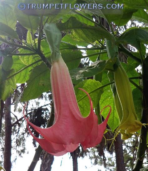 ∼brugmansia Angels Endless Summer Photo Gallery