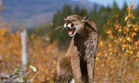 Why Do Cougars Scream Howstuffworks