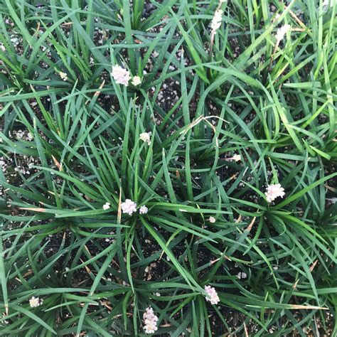 Liriope Muscari Lirf Isabella Dwarf Lilyturf Uspp 20622 35