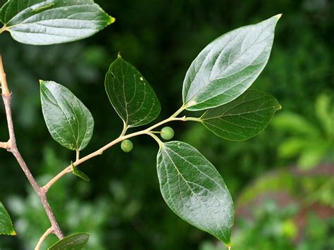 Celtis sinensis Pers. | Plants of the World Online | Kew Science