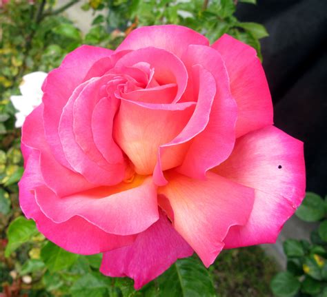 World Peace Rose กุหลาบเลื้อย