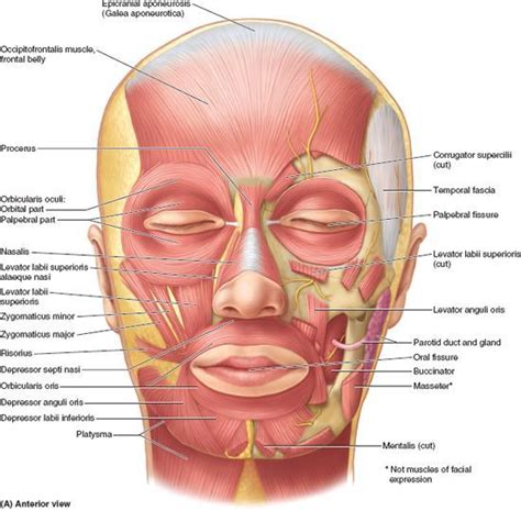 Head Basicmedical Key Head And Neck Head Muscles Anatomy