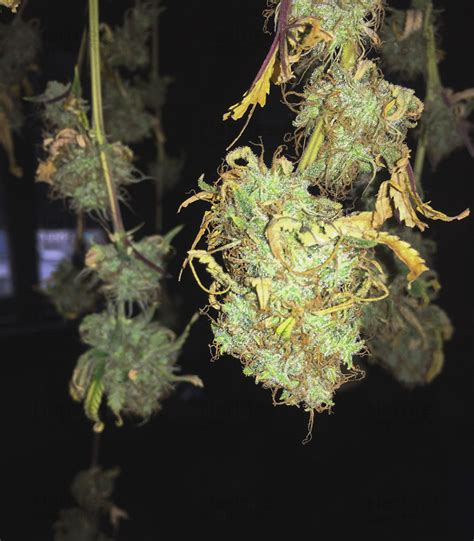 Northern Lights Feminized Seeds For Sale By Seedstockers Herbies
