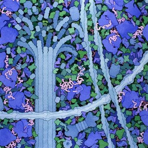 David Goodsells Art Cytoskeleton Biology Art Science Art