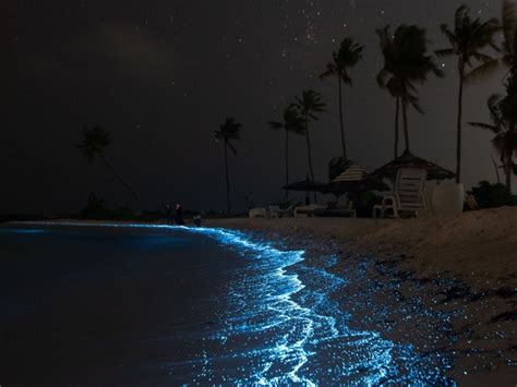 Most Beautiful Glowing Beaches In The World What Is Bioluminescence
