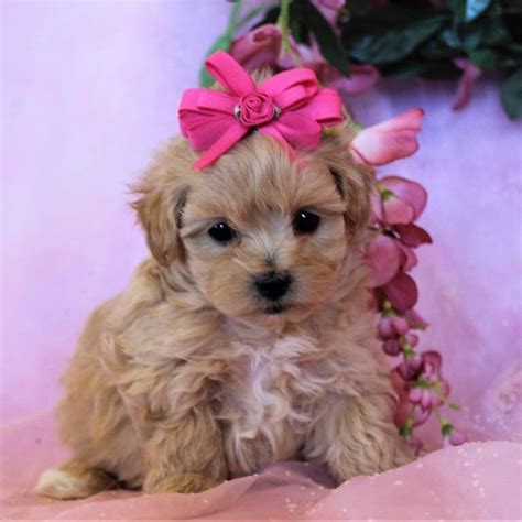 Maltipoo Sold Waggs To Riches