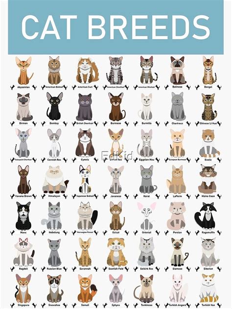 49 Different Breeds Of Cats Vector Cartoon Art Style Poster By Edkid