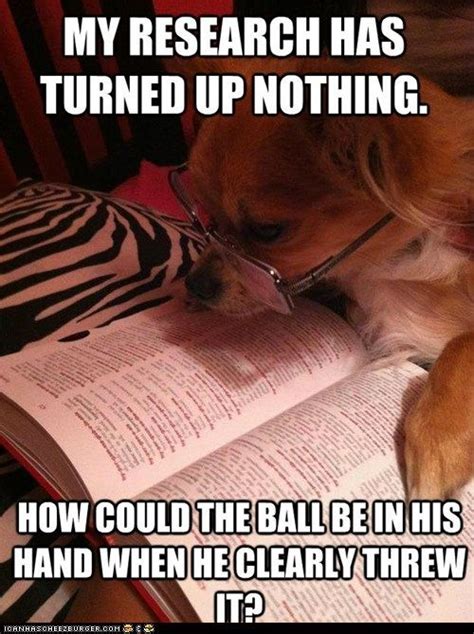 1000 Images About Animal Memes On Pinterest Cute Cakes Pets And Pit
