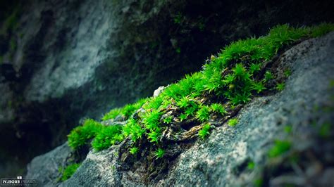 Nature Moss Photography Green Blue Rock Wallpapers Hd Desktop