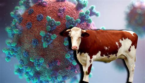 Enfermedad De Las Vacas Locas ¿qué Es Y Puede Ser Transmitida A