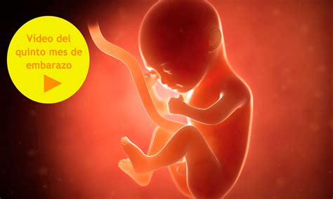 Bebe Com 5 Meses De Gestação