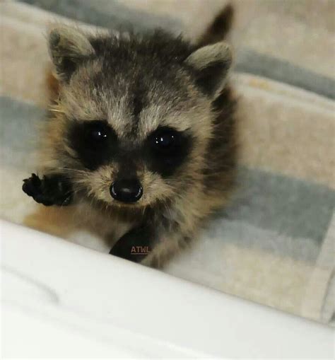 Baby Raccoon Baby Raccoon Exotic Pets Animals Beautiful