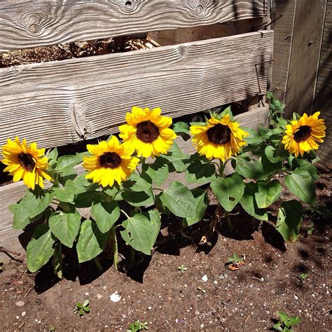Next Step on Twitter ทานตะวนแคระ Sunny Smile Sunflower หรอ Dwarf