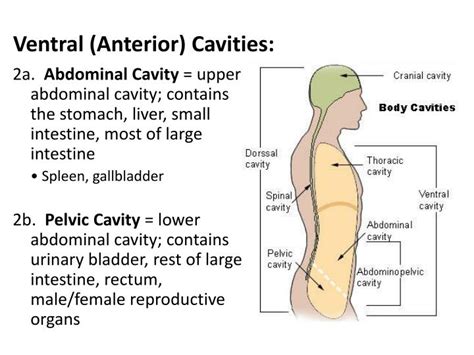 Ppt Body Cavities Powerpoint Presentation Id2096358