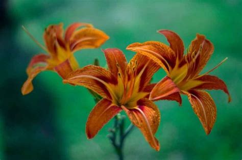 lily starfire encore transforming your garden with fiery elegance