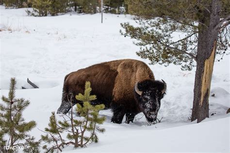 An American Bison Or Buffalo Navigates Snowy Yellowstone National