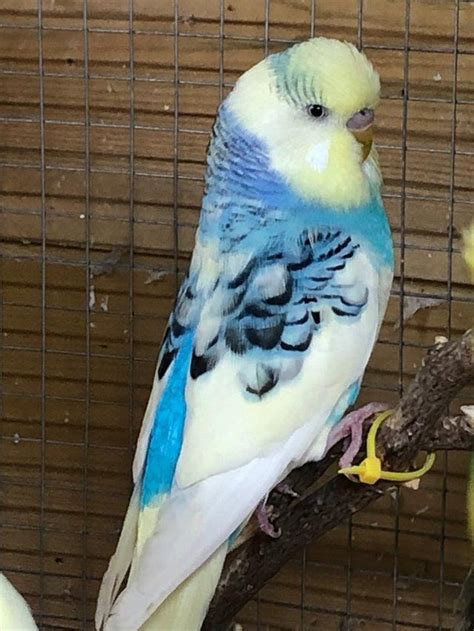 Beautiful Male Budgies All Different Colours Blues Greens