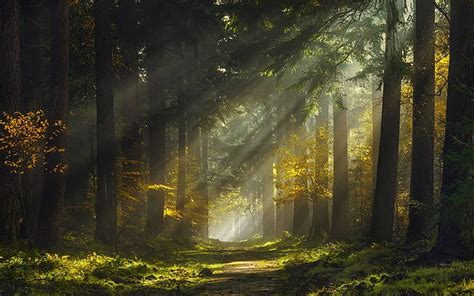 Hd Wallpaper Sun Rays Morning Forest Path Mist Nature Landscape