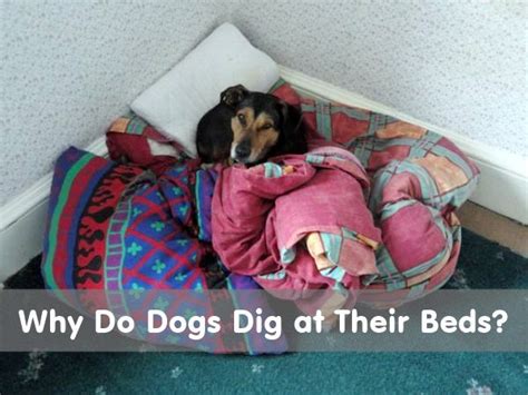 Why Do Dogs Burrow In Their Beds