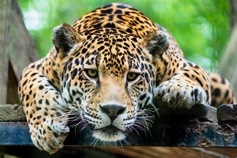 Jaguars Struggle For Survival Wild Earth News And Facts