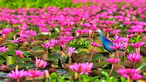 Lotus flower | dark pink flower of lotus. Lotus Lake Thale Noi Lake In Thailand Phatthalung Province ...