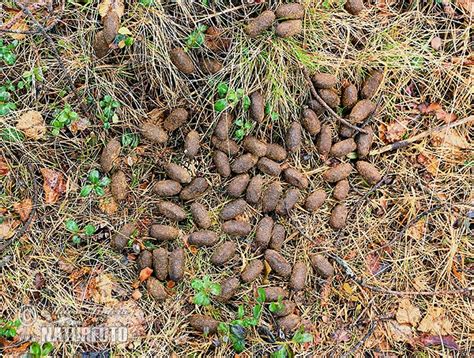 Check spelling or type a new query. Rusa besar Foto, Gambar