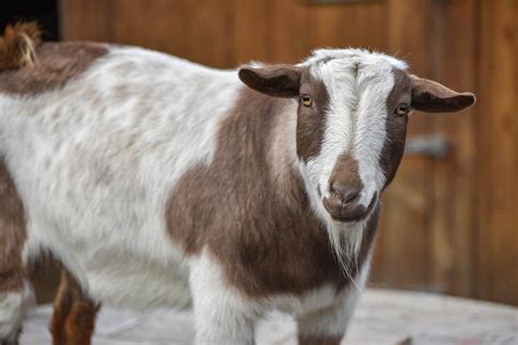 Nigerian Dwarf Goat The Maryland Zoo
