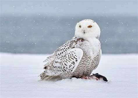 30 Snowy Owl Facts About The Most Intriguing Owl Species