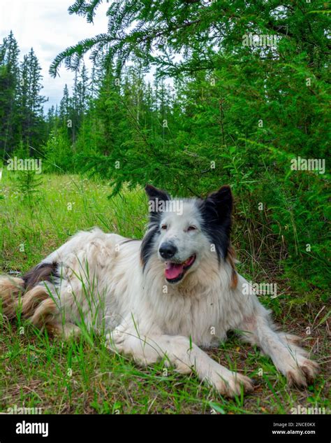 An Old White Dog Of The Yakut Laika Breed Lies On The Grass In A Spruce