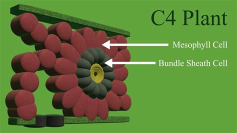 We did not find results for: C4 CYCLE - YouTube