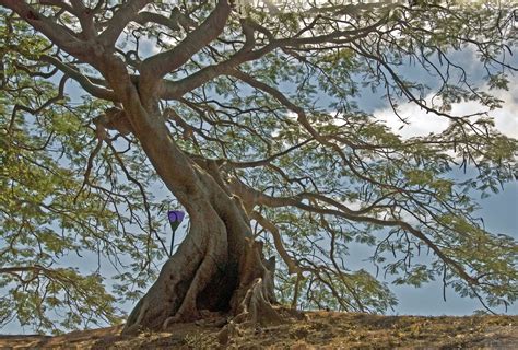 Geografie und wichtigste städte indiens. Seidenbaum im Park, Bengaluru, Indien Foto & Bild ...