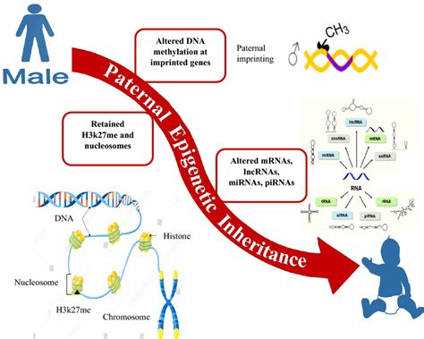 Carriers Of Paternal Epigenetic Inheritance Functional Epigenetic