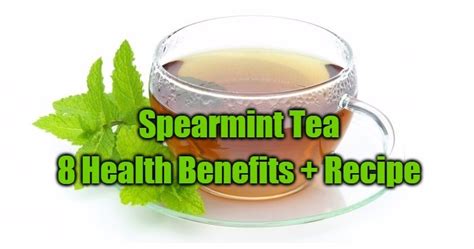 Spearmint herb (garden mint or common mint) has long been reputed for its characteristic aroma it imparts to the recipes. 8 Health Benefits of Spearmint Tea + Recipe