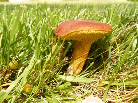 Mushroomer Summer Mushrooms