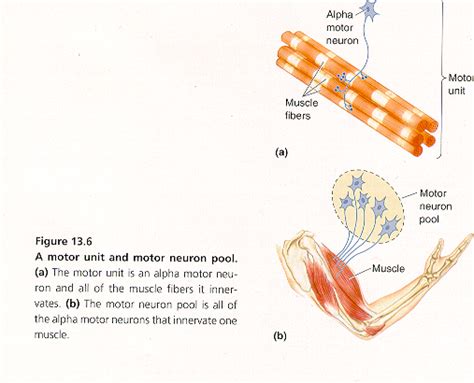Motor Neurons Muscles Kines Introductory Neuroscience