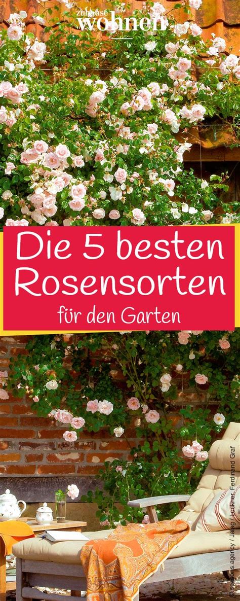 Fernerhin wird der bewährten sorte eine zuverlässige winterhärte und beste blattgesundheit attestiert. Die schönsten Rosensorten für Ihren Garten | Rosensorten ...