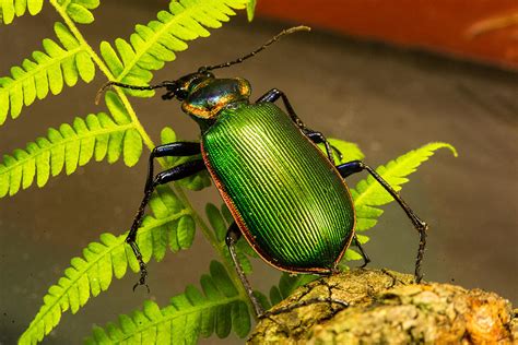 Large Green Beetle Photograph By Douglas Barnett