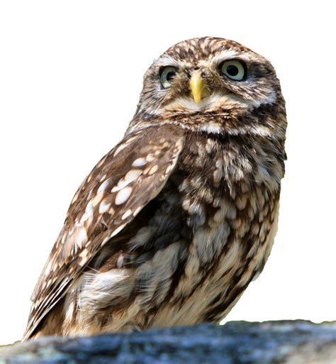 Gambar elang animasi hitam putih ala model kini 70 gambar mewarnai burung elang gambar mewarnai us 16 9 hewan sayap elang tanpa bingkai gambar di dinding cat akrilik lukisan by numbers diy mewarnai by numbers hadiah 40 50 cm di painting. Gambar : alam, sayap, putih, hewan, terpencil, foto ...