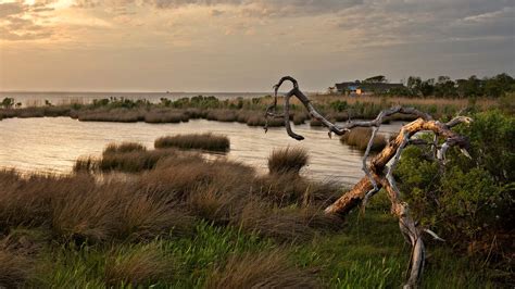11 Facts About Salt Marshes And Why We Need To Protect Them The Pew