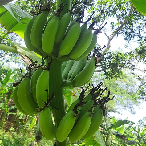 Young Bananas Growing In The Yard Background Buah Pisang Pohon Pisang