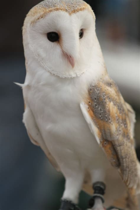 Kalamazoo Seasons Barn Owl