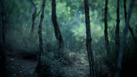 Wallpaper Sunlight Trees Forest Path Darkness Screenshot