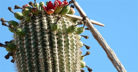 They open at night and remain open through the next day. Prickly Pear Fruit | US Message Board - Political ...