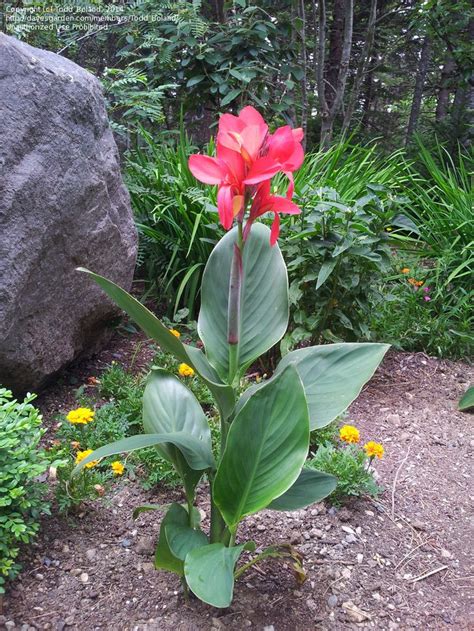 (varieties are not individually labeled.) ·enjoy a wide variety of our dwarf cannas all in one package! Full size picture of Canna Lily 'Cannova Rose' ( Canna x ...