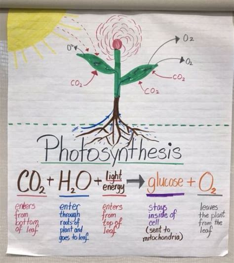 Photosynthesis Anchor Chart Photosynthesis Activities Photosynthesis
