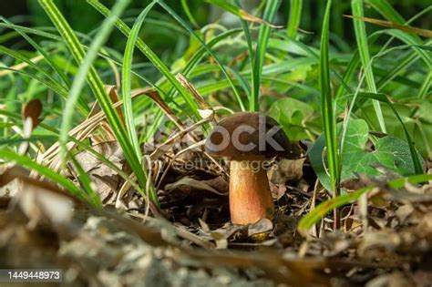 Free Photos Mushroom Dotted Stem Bolete Boletus Erythropus Publicdomain