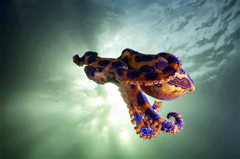 What Is The Deadliest Octopus? - American Oceans