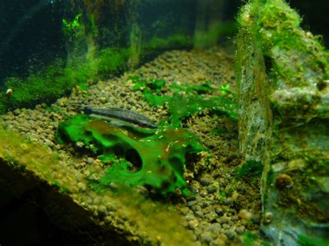 Algae In A Freshwater Aquarium